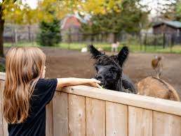 Magnetic Hill Zoo – Bild 3