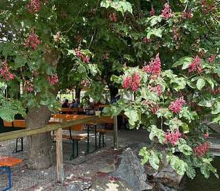 Biergarten Ellermühle – Bild 1