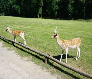 Wildpark Düsseldorf Grafenberg – Bild 3