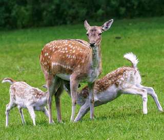 Wildpark Düsseldorf Grafenberg – Bild 4