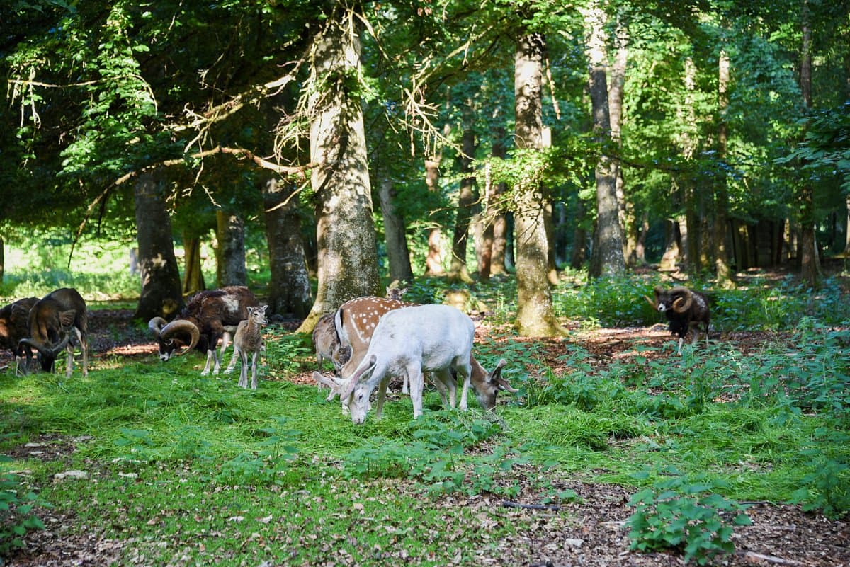 Wildpark Eichert – Bild 2