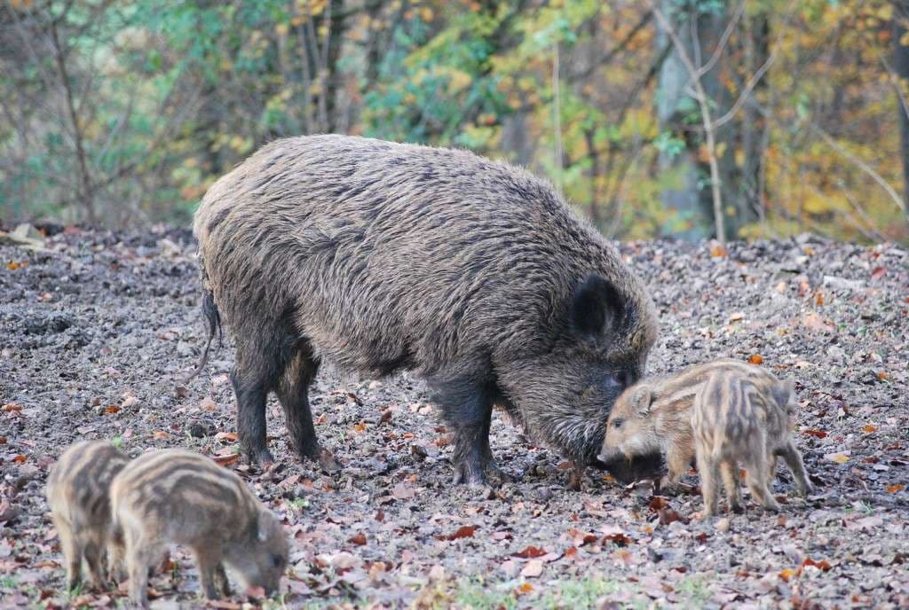 Wildpark Eichert – Bild 3