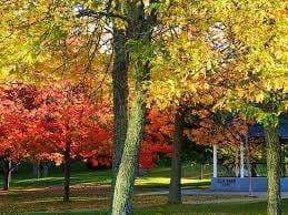 Elm Park – Bild 2