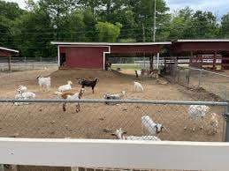 Livermon Park & Mini Zoo – Bild 1