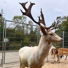 Wildpark Mühletäli – Bild 4
