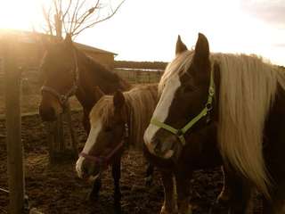 Seelenheilen e.V – Bild 4