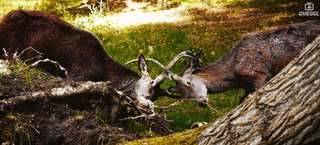 Wildpark Malente – Bild 2