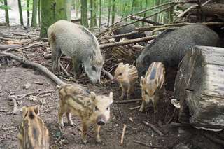 Wildpark Malente – Bild 4